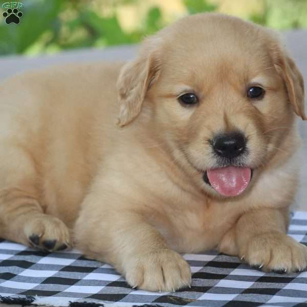 Koy, Golden Retriever Puppy